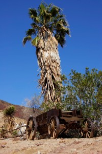 Old abandoned horse wagon by palm tree